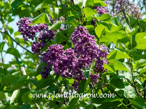 Ludwig Spaeth (Syringa vulgaris)
(early May)